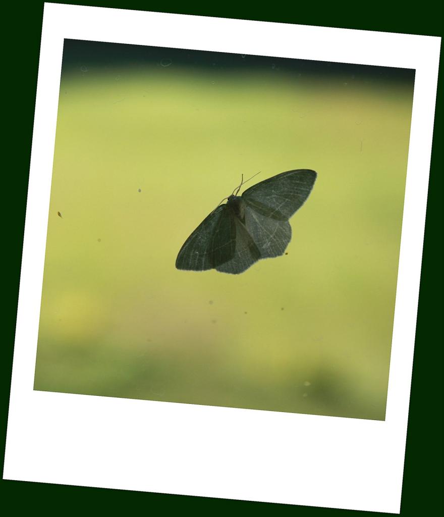 579-IMG_6394