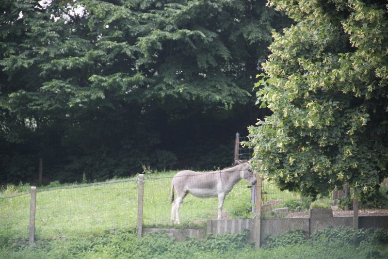 Stage été 2013